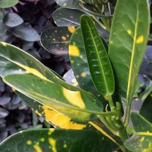 Meet your Posher, Mulki